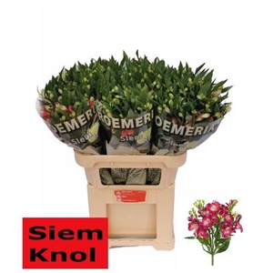 Alstroemeria Noa