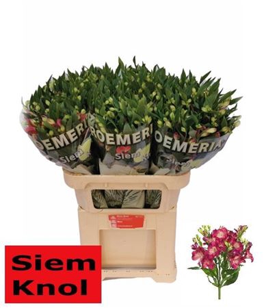 <h4>Alstroemeria Noa</h4>