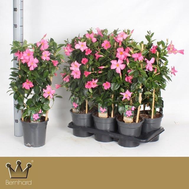 <h4>MANDE DI OPA FU FLAM</h4>