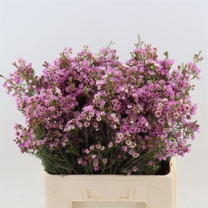 Chamelaucium 'Painted Lady'