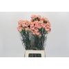 Dianthus St Honey