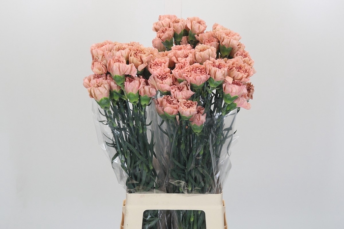 Dianthus St Honey