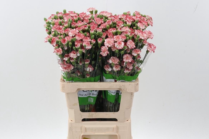 <h4>Di Tr Payaso x20</h4>