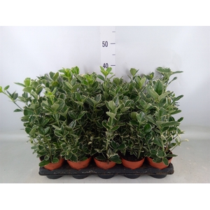 Euonymus fortunei 'Silver Queen'