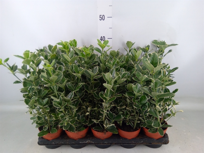 <h4>Euonymus fortunei 'Silver Queen'</h4>