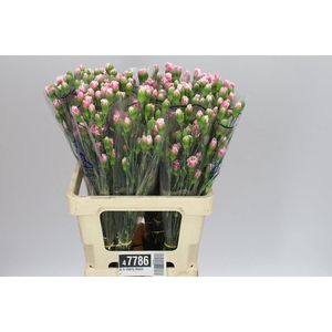 Di Tr Cherry Tessino