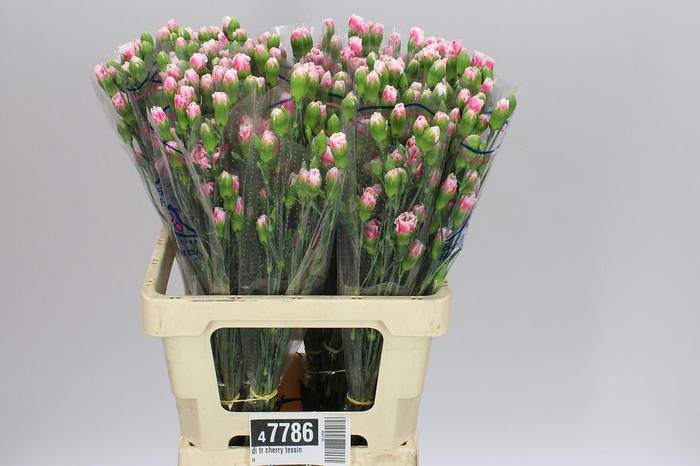 <h4>Di Tr Cherry Tessino</h4>