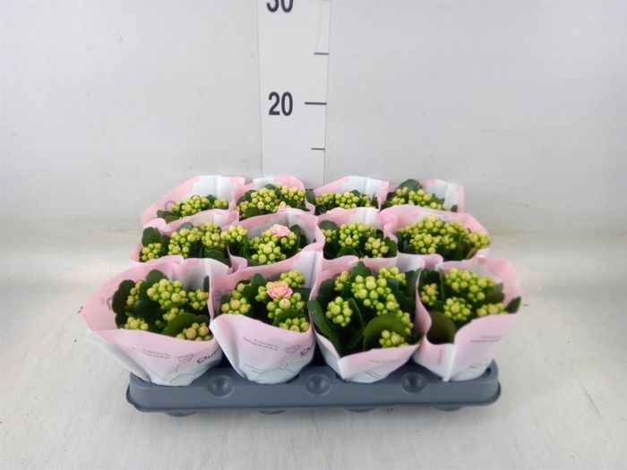 <h4>Kalanchoe  'RoseFlow Harlow'</h4>