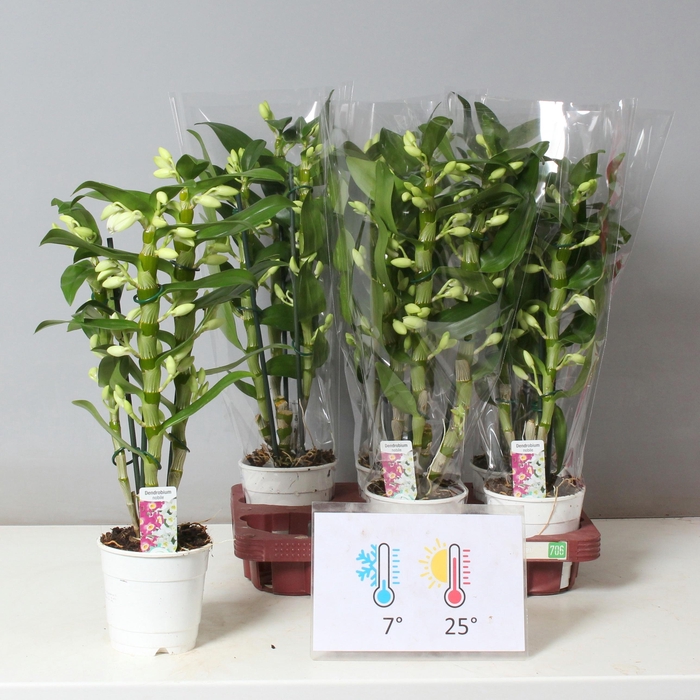 <h4>DENDR N SC APOLLON</h4>