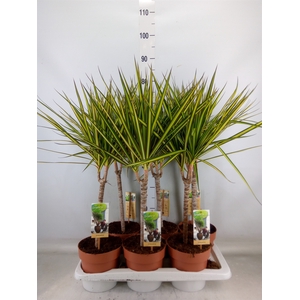 Dracaena marg. 'Sunray'