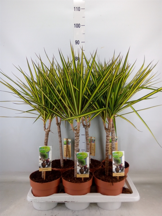 <h4>Dracaena marg. 'Sunray'</h4>