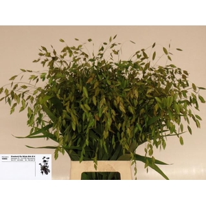 CHASMANTHIUM LATIFOL