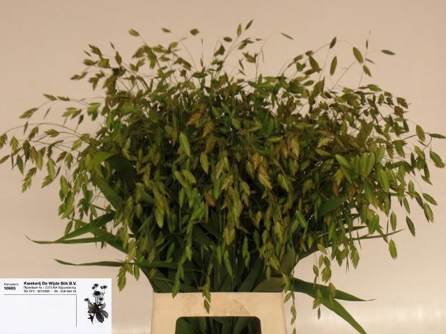 CHASMANTHIUM LATIFOL
