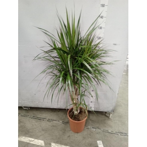 Dracaena marg.