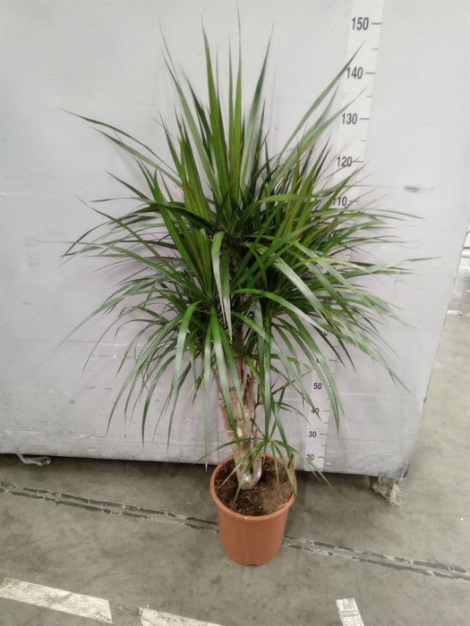 <h4>Dracaena marg.</h4>