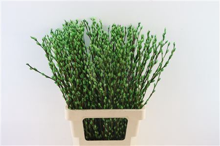 <h4>Salix Wilgenkatjes Apple Green 70cm</h4>