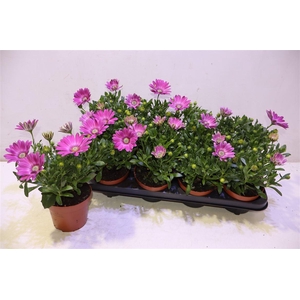 arr8 Osteo Fp Pink Orbit