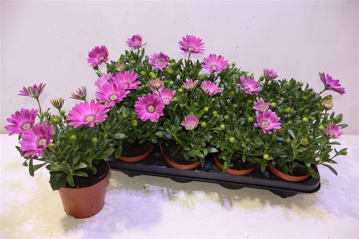 <h4>arr8 Osteo Fp Pink Orbit</h4>