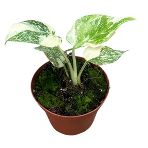 Monstera deliciosa Thai Constellati
