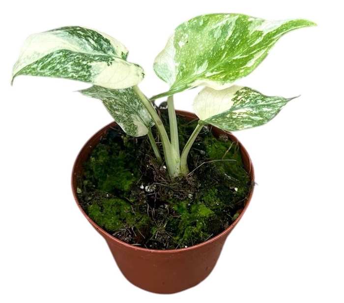 Monstera deliciosa Thai Constellati