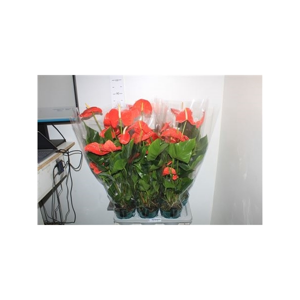 <h4>Anthu An Nebraska 6+ Big Bloemen</h4>