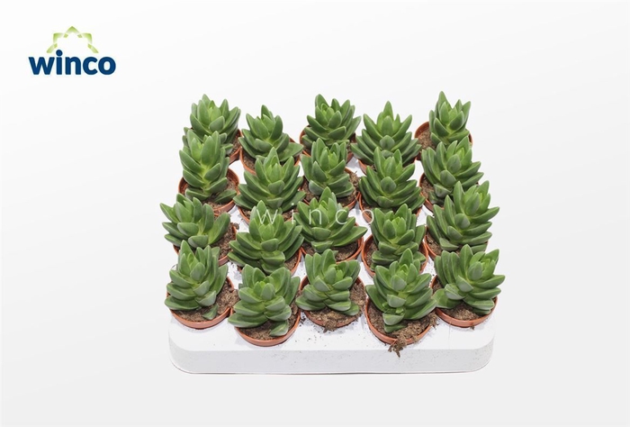 Crassula Ben