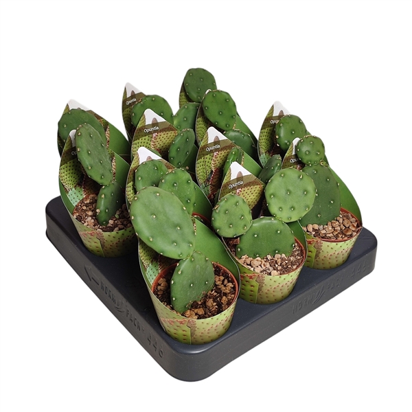 <h4>OPUNTIA HUMIFUSA - POT Ø 6,5 WITH POTCOVER (CACTUS)</h4>