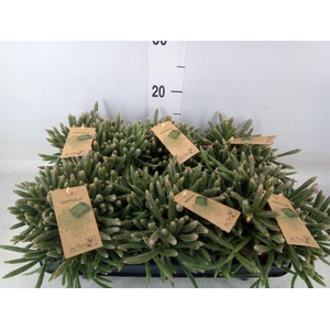 Rhipsalis baccifera subsp. horrida