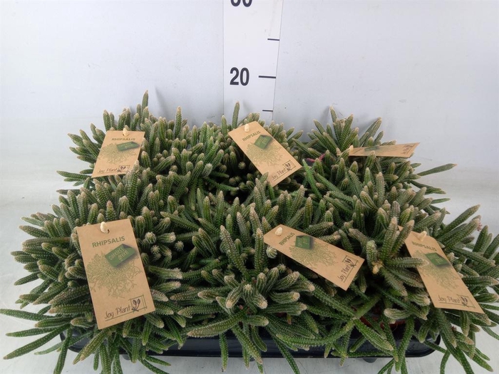 <h4>Rhipsalis baccifera subsp. horrida</h4>