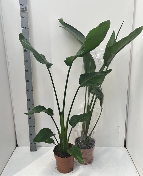 <h4>STRELITZIA NICOLAI</h4>