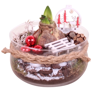 Opm Christmas Arr. Amaryllis Glass Bowl + Rope