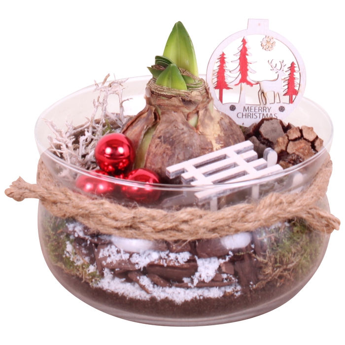 <h4>Opm Christmas Arr. Amaryllis Glass Bowl + Rope</h4>