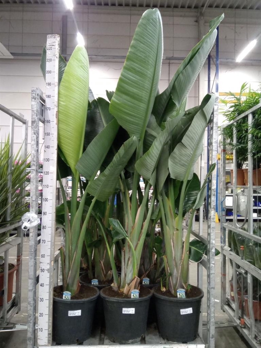 <h4>Strelitzia nicolai</h4>