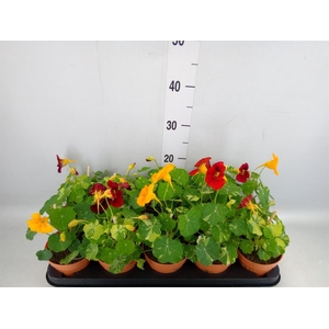 Tropaeolum majus
