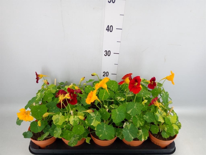 <h4>Tropaeolum majus</h4>