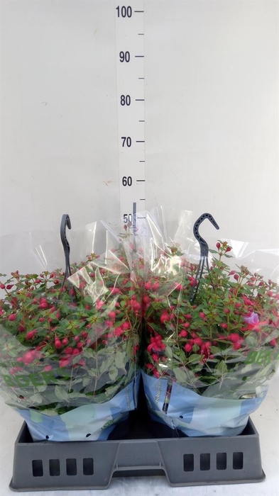 <h4>Fuchsia  'Bella Fuchsia Lydia'</h4>