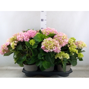 Hydrangea mac. 'Hi River'
