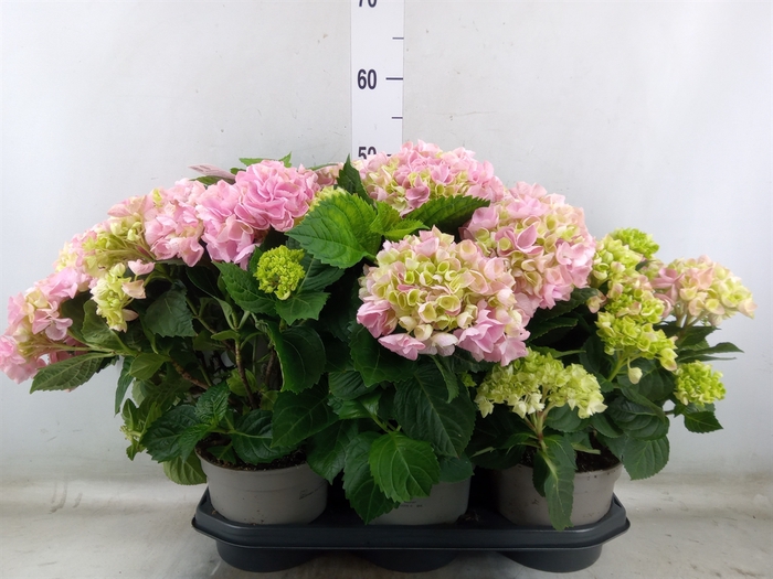 <h4>Hydrangea mac. 'Hi River'</h4>