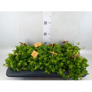 Peperomia rotundifolia
