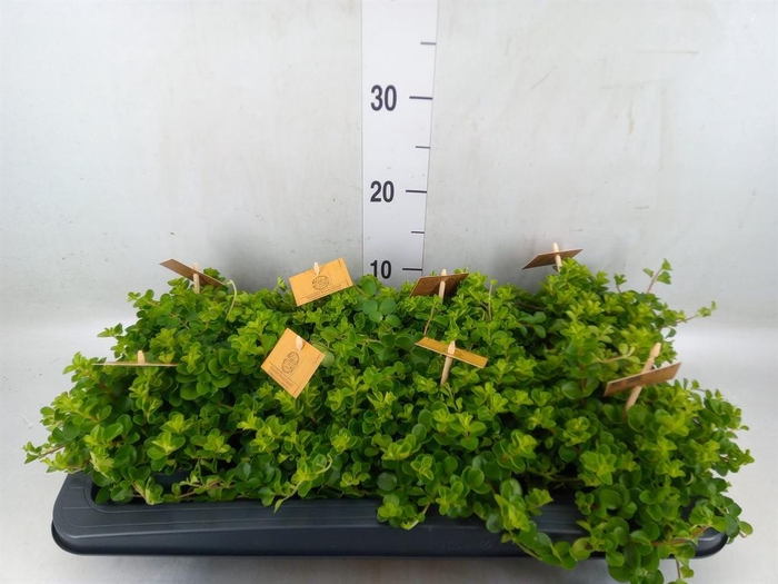 <h4>Peperomia rotundifolia</h4>