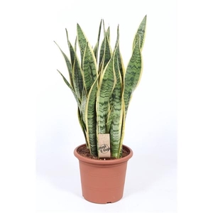 Sansevieria trifasciata 'Laurentii'