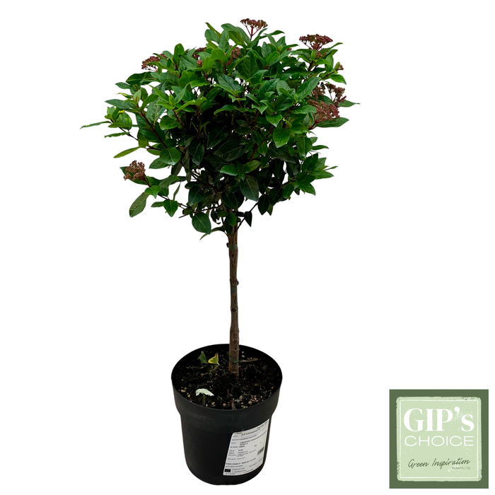 <h4>Viburnum tinus 'Spirit' 1/4 Stem P24</h4>