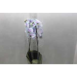 PHALAENOPSIS FROZEN P12 AZUL/ROSA 2 HT