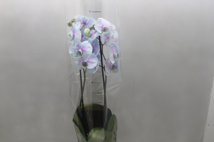 <h4>PHALAENOPSIS FROZEN P12 AZUL/ROSA 2 HT</h4>
