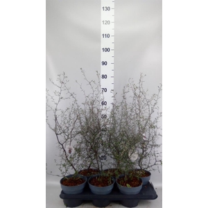Corokia cotoneaster