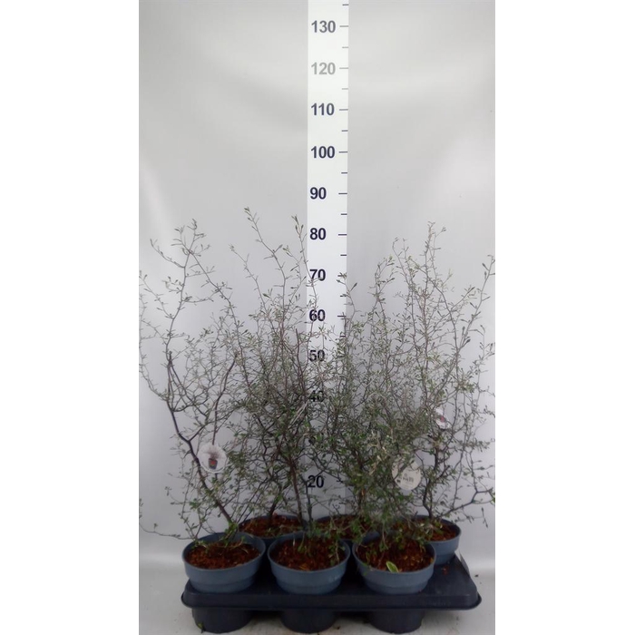 <h4>Corokia cotoneaster</h4>
