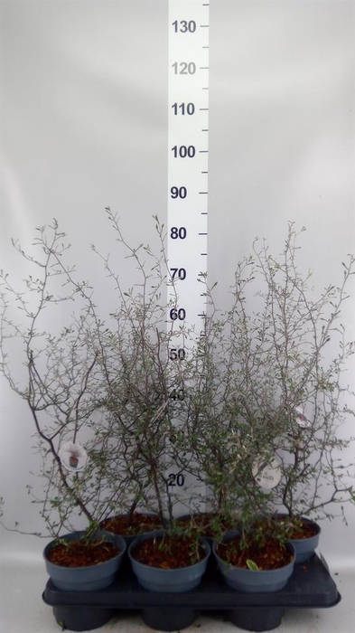 Corokia cotoneaster
