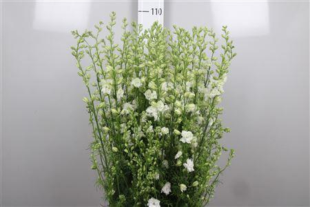 <h4>Cons R Q White</h4>