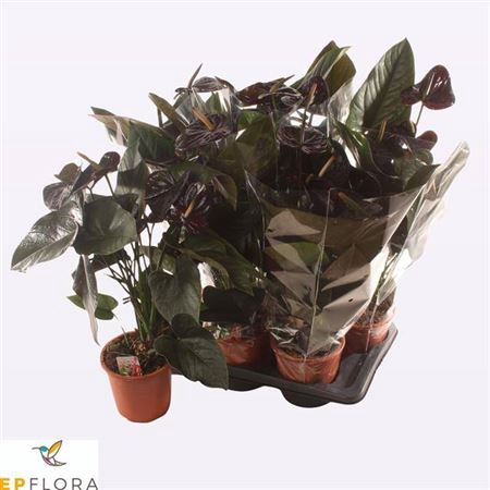 <h4>Anthu An Jambo Black 4+</h4>