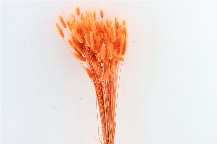 <h4>Dried Lagurus Orange Bunch Poly</h4>